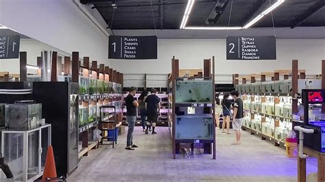 ck fish|Collections – CK Fishworld.